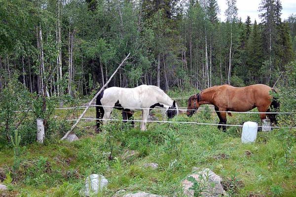 Reiten in Lappland Schweden Ein Reisebericht mit meinen Erfahrungen